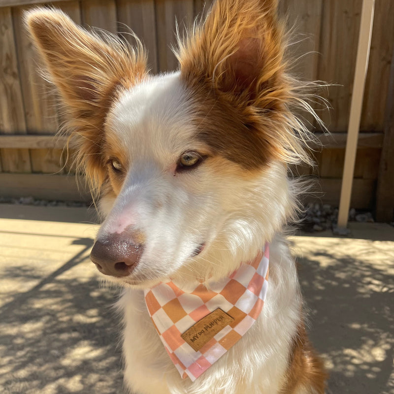 Lollie Bandana